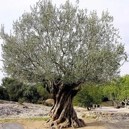 El Olivo *